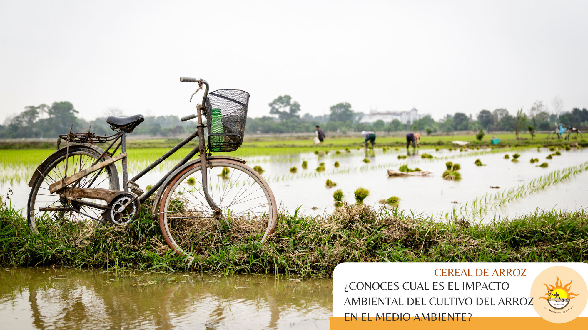 ¿Cual es el impacto ambiental del cultivo del arroz en el medio ambiente?