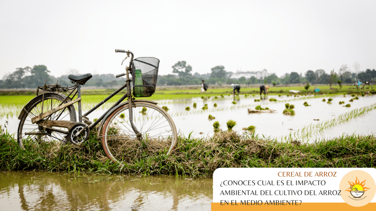 ¿Conoces cual es el impacto ambiental del cultivo del arroz en el medio ambiente? - Solo Cremas